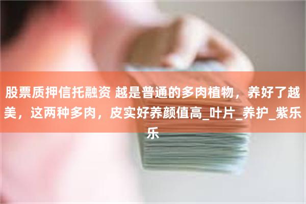 股票质押信托融资 越是普通的多肉植物，养好了越美，这两种多肉，皮实好养颜值高_叶片_养护_紫乐